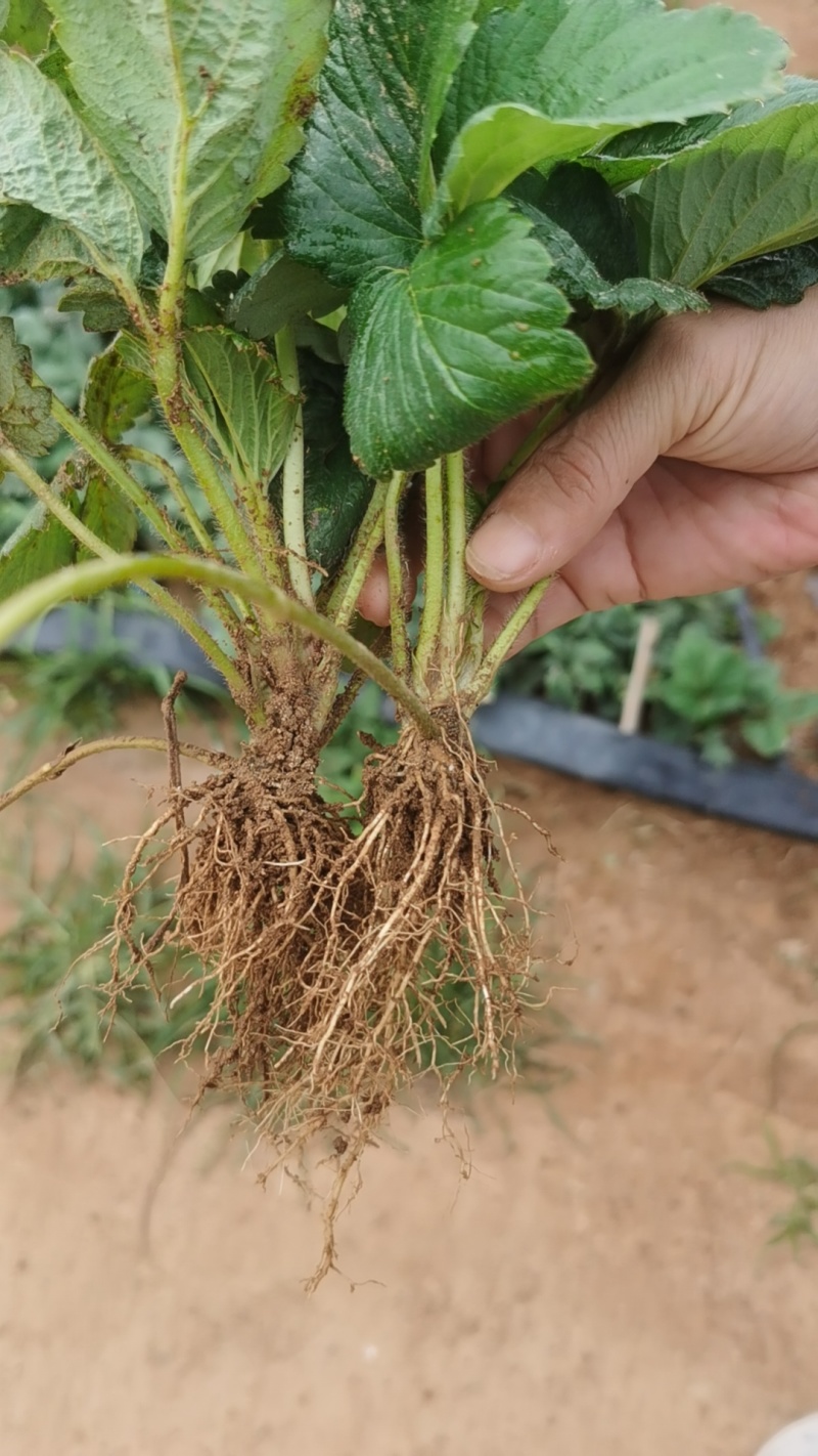 白草莓系列草莓苗，建德白露，梦之莹，梦之瑶，抗病力强，