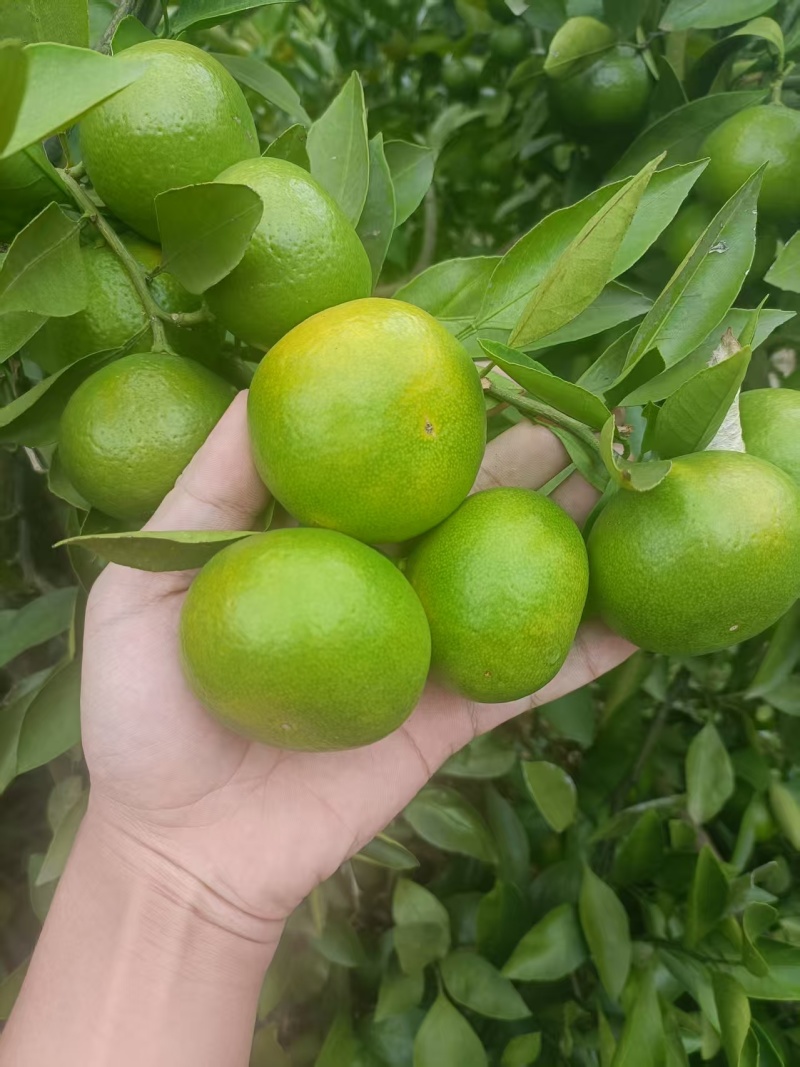 新鲜果园直供