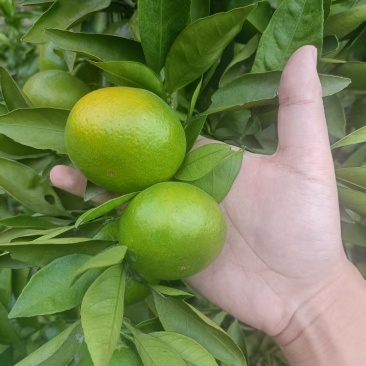 新鲜果园直供