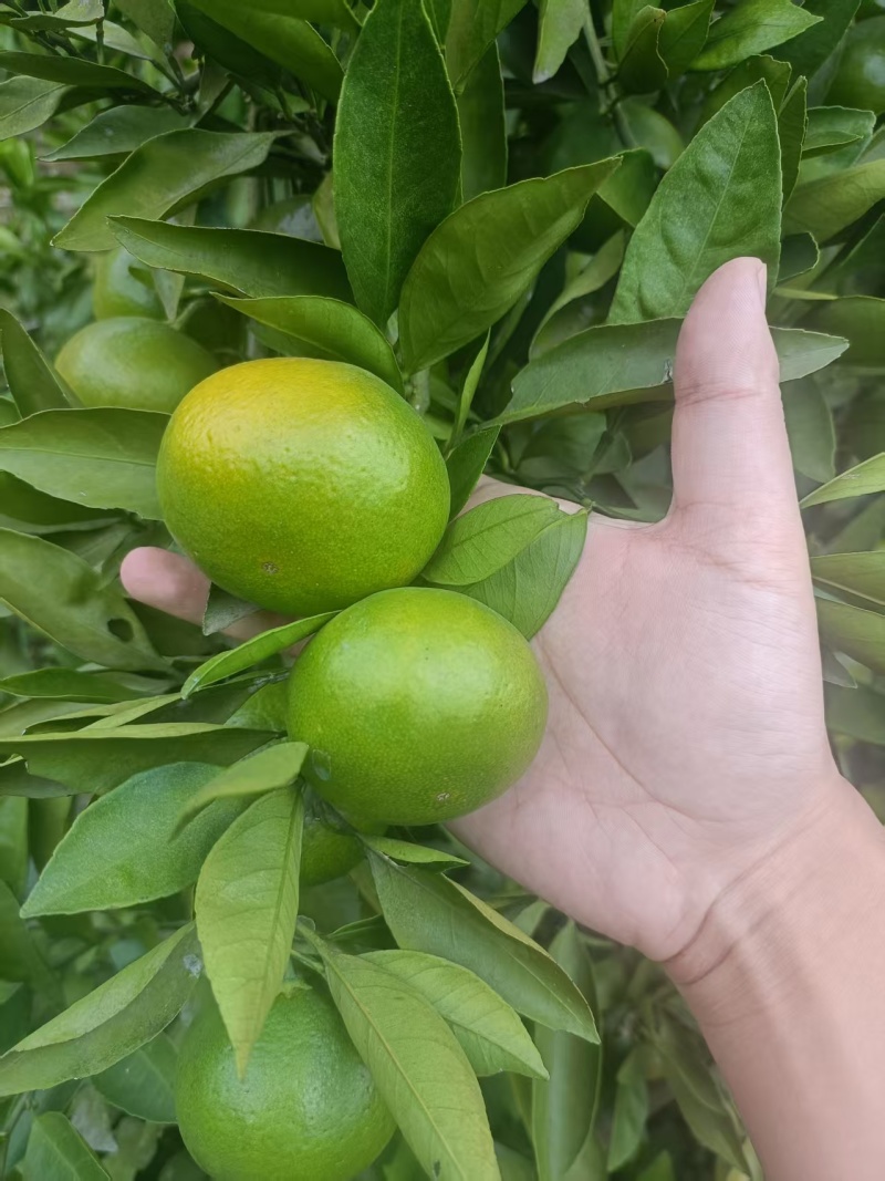 新鲜果园直供