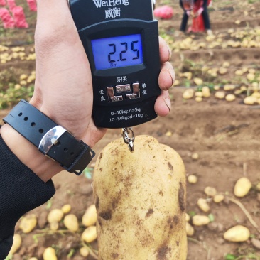 河北代办，大量土豆各类品种