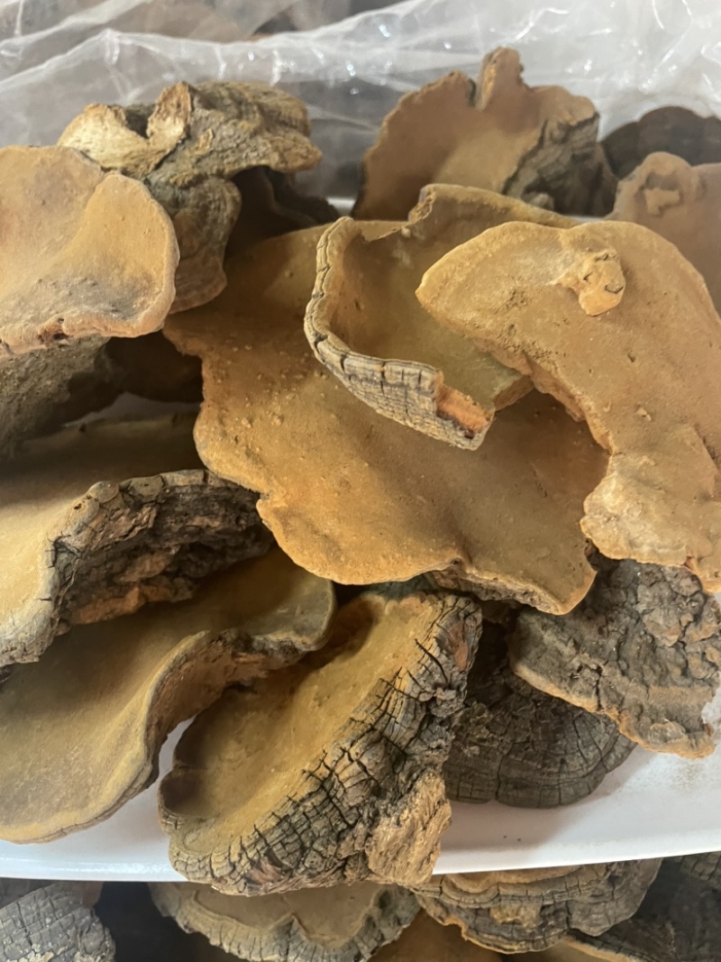 桑黄爆马丁桑黄肉质黄产地直销批发零售全国发货