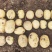 土豆各类品种