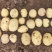土豆各类品种