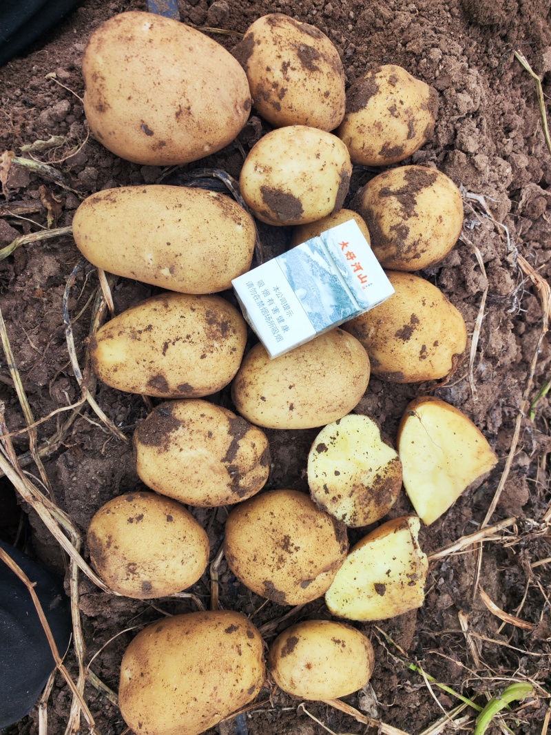 土豆各类品种