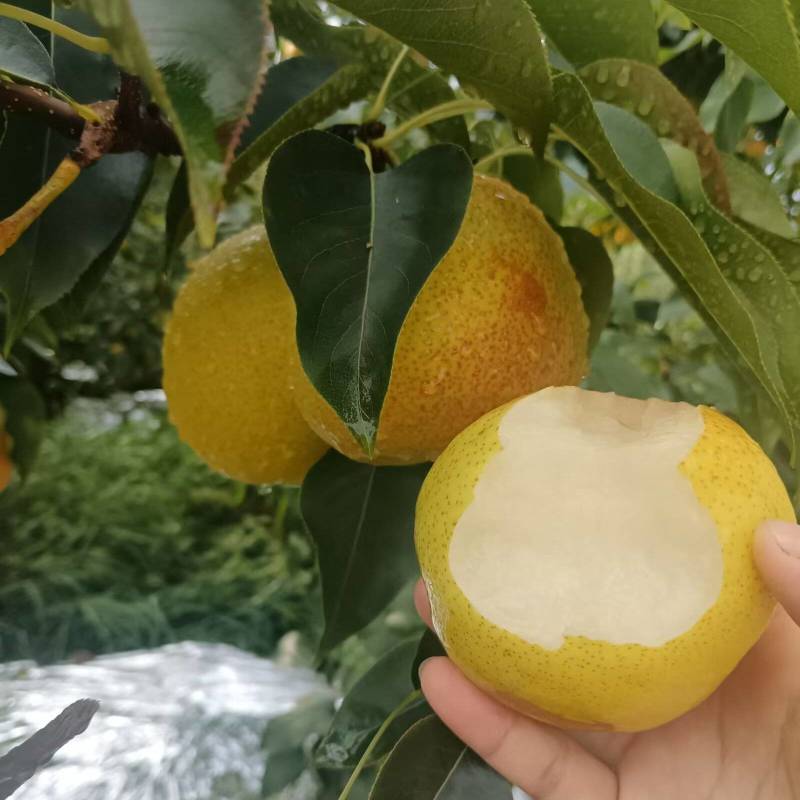 一款8分甜两分酸水分十足果肉细沙的梨子上市啦，欢迎对接