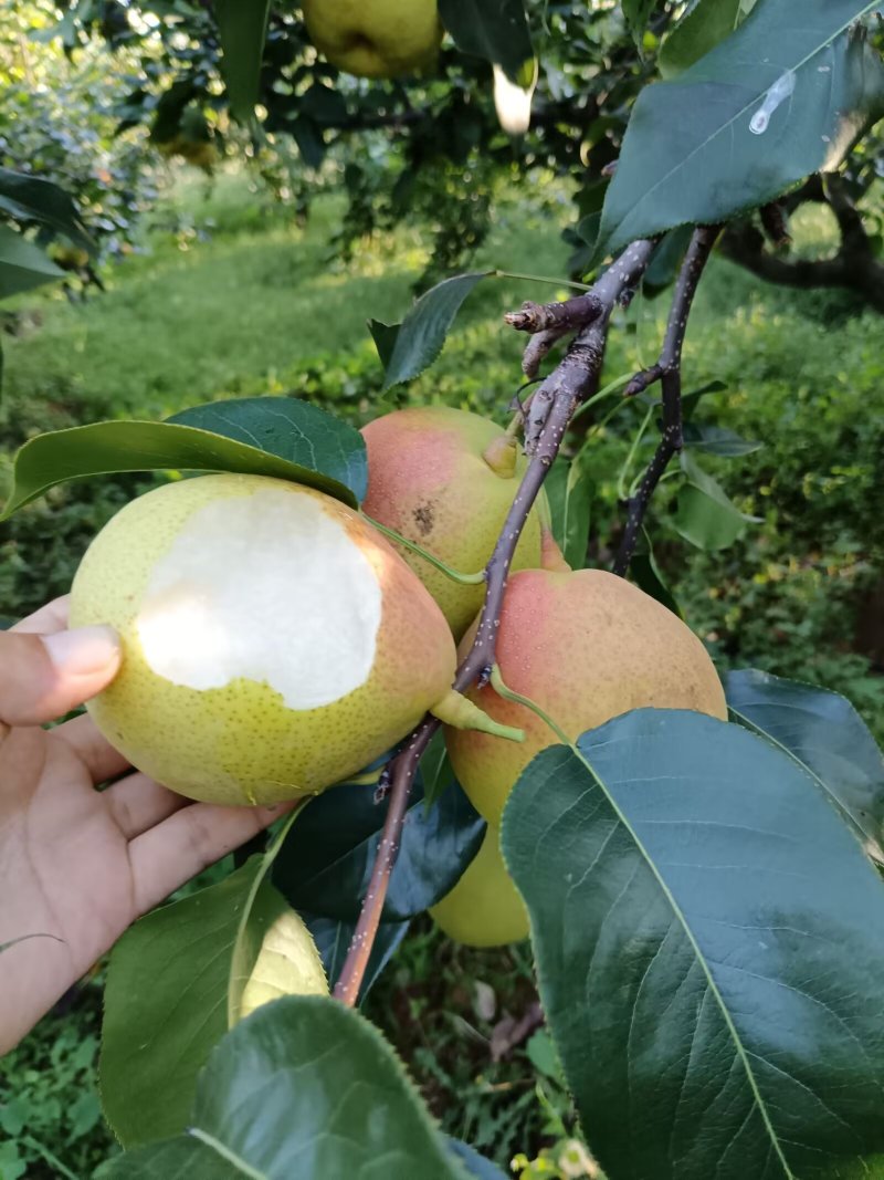 一款8分甜两分酸水分十足果肉细沙的梨子上市啦，欢迎对接