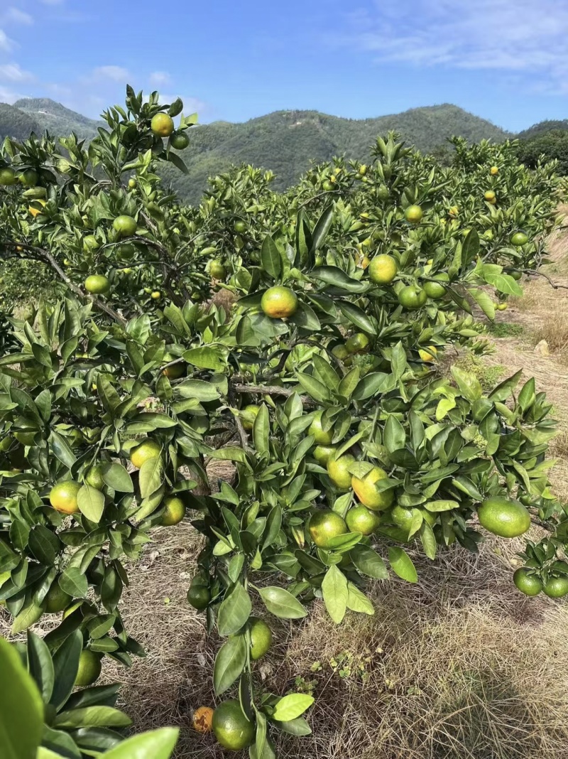 四川资阳蜜橘/四川大佛蜜桔/