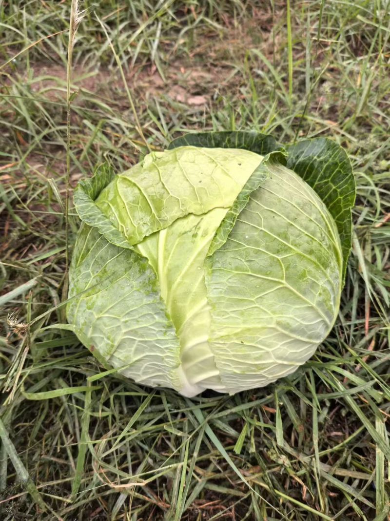 大圆菜