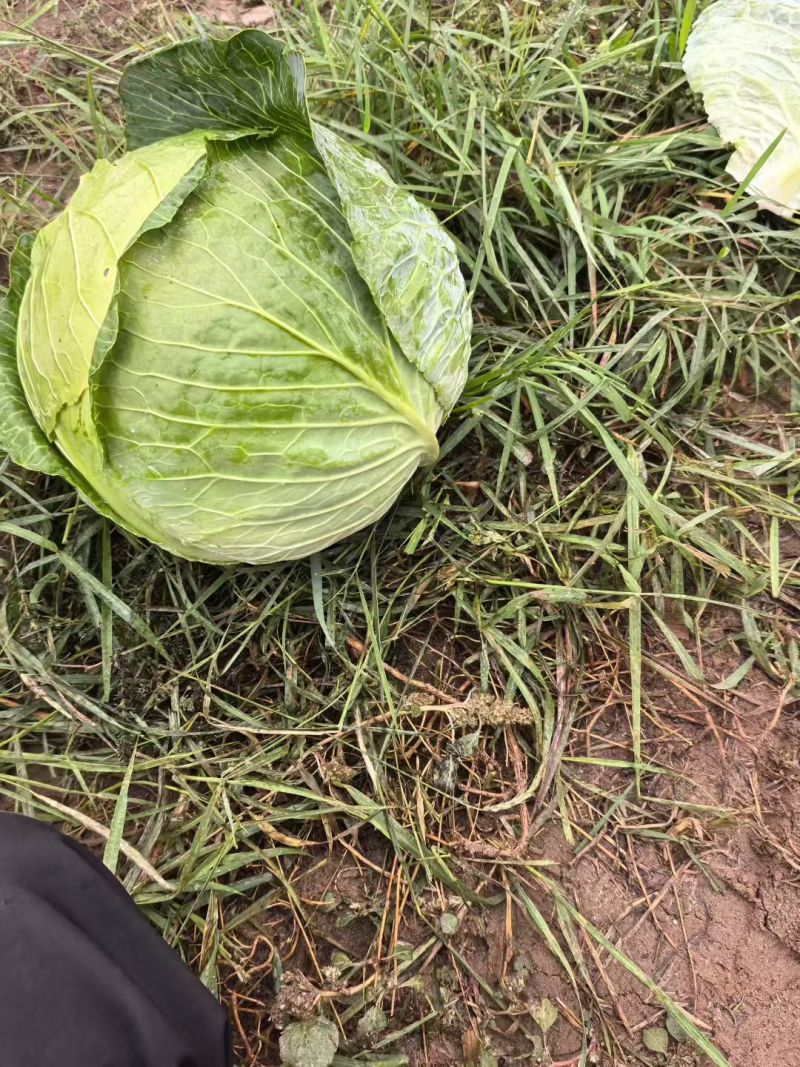 大圆菜