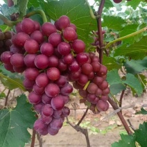 冠县二茬巨峰葡萄，大量现货，串大粒饱，颜色均匀，质量保证