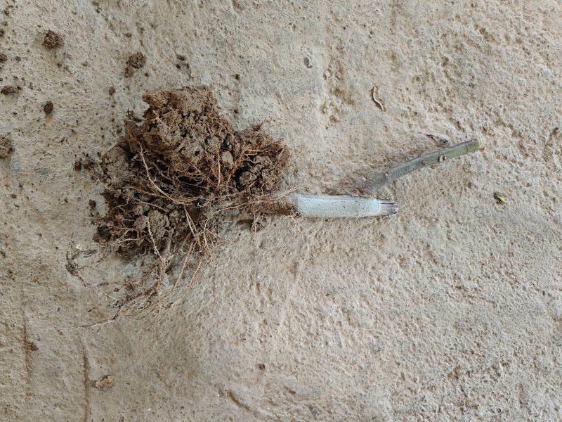 浙江金华兰溪波姬红无花果树苗视频看货欢迎咨询
