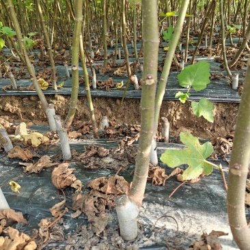 浙江金华兰溪波姬红无花果树苗视频看货欢迎咨询