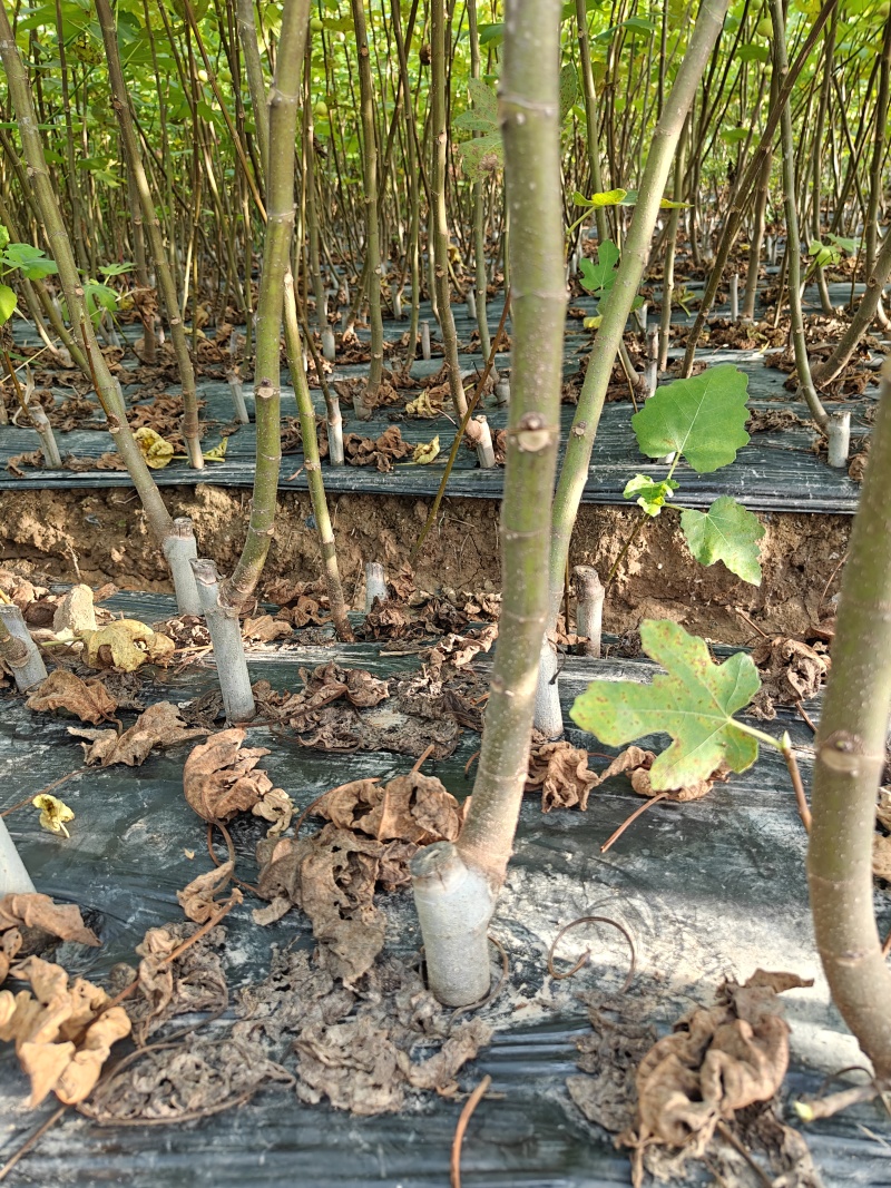 浙江金华兰溪波姬红无花果树苗视频看货欢迎咨询