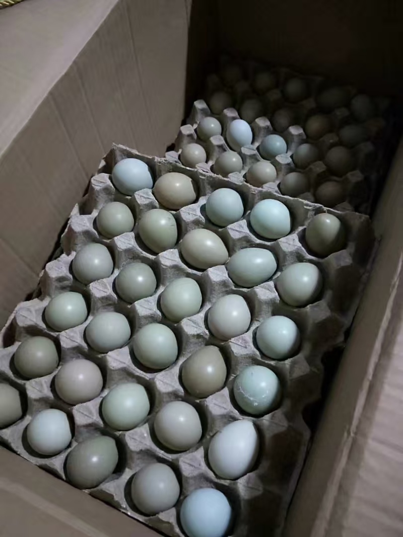 品质鸡蛋质在我家自家养殖的一手货源七彩山鸡蛋
