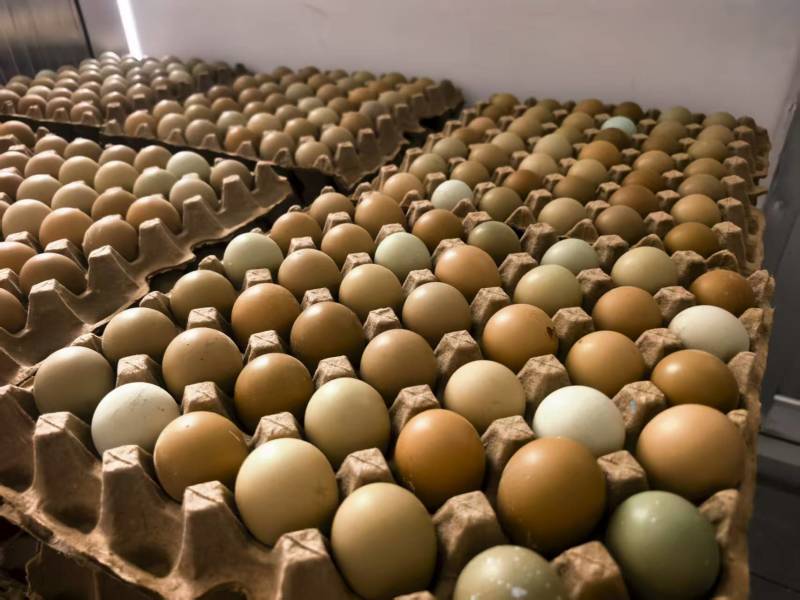 野鸡蛋山鸡蛋品质优口感佳大量供应可对接市场档口商超