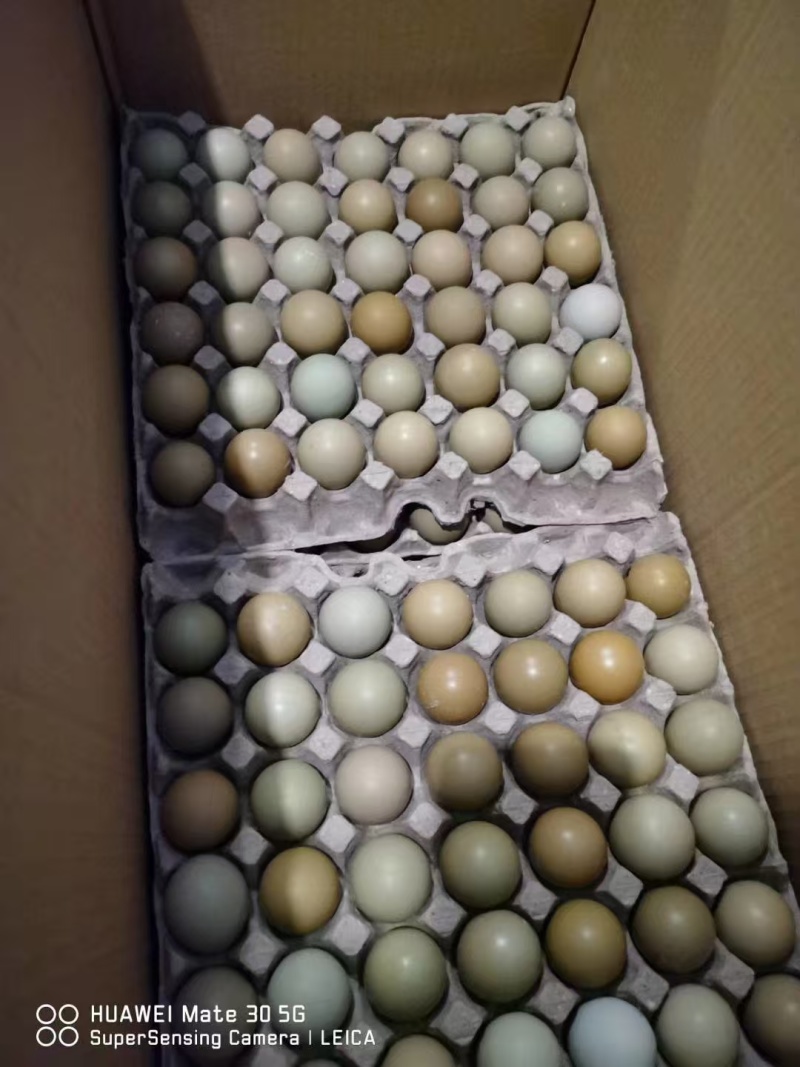 野鸡蛋山鸡蛋品质优口感佳大量供应可对接市场档口商超