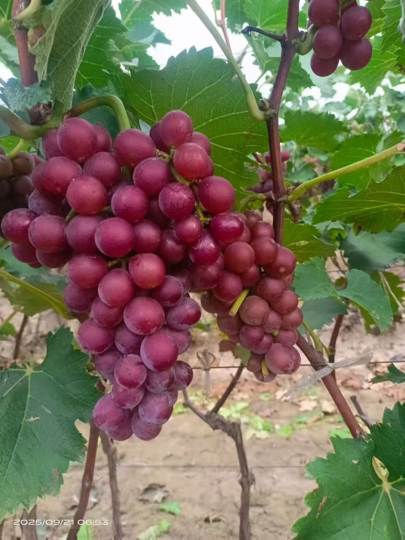 冠县二茬巨峰葡萄，大量现货，串大粒饱，颜色均匀，质量保证