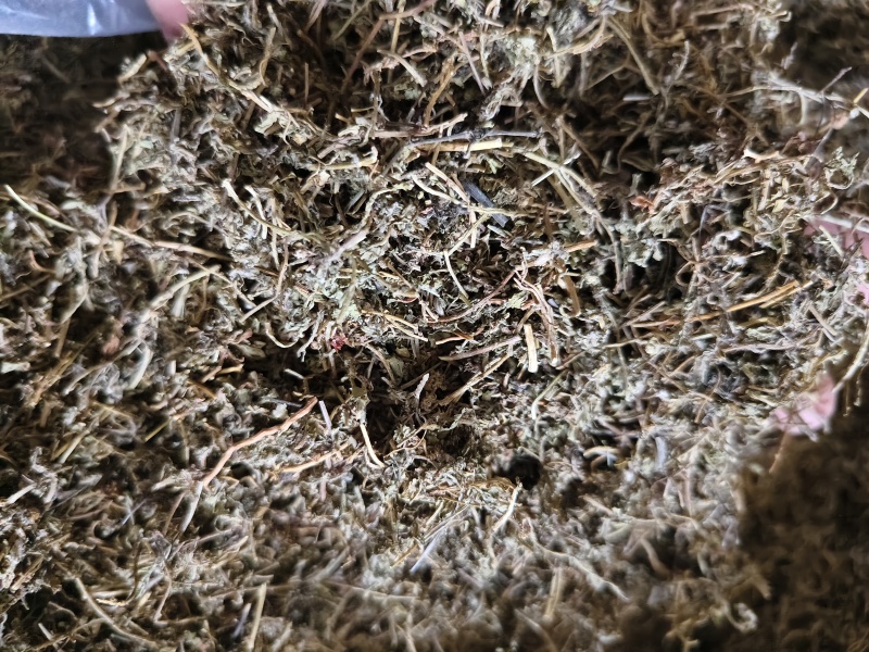 鹅不食草正品中药材鹅不食草野生新鲜无硫切段散装批发