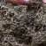 鹅不食草正品中药材鹅不食草野生新鲜无硫切段散装批发
