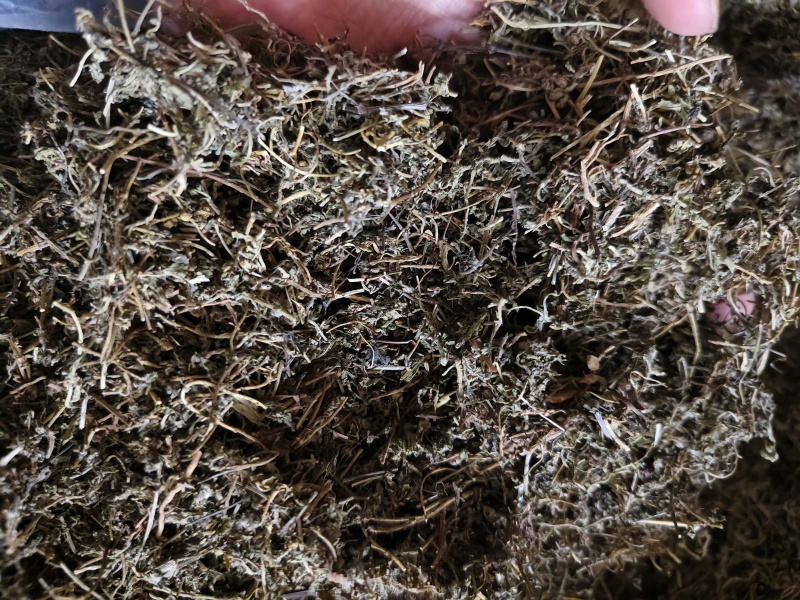 鹅不食草正品中药材鹅不食草野生新鲜无硫切段散装批发