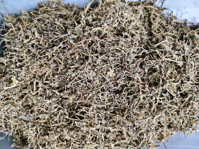 鹅不食草正品中药材鹅不食草野生新鲜无硫切段散装批发