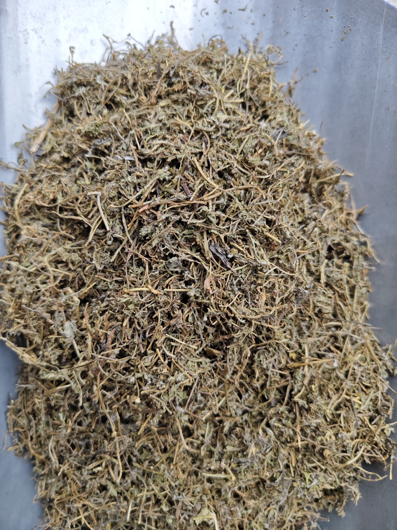 鹅不食草正品中药材鹅不食草野生新鲜无硫切段散装批发