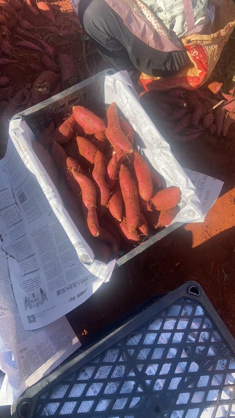 云南高山榴莲薯大量上市产地发货，诚实守信代办。