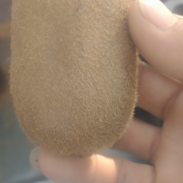 贵州修文弥猴桃