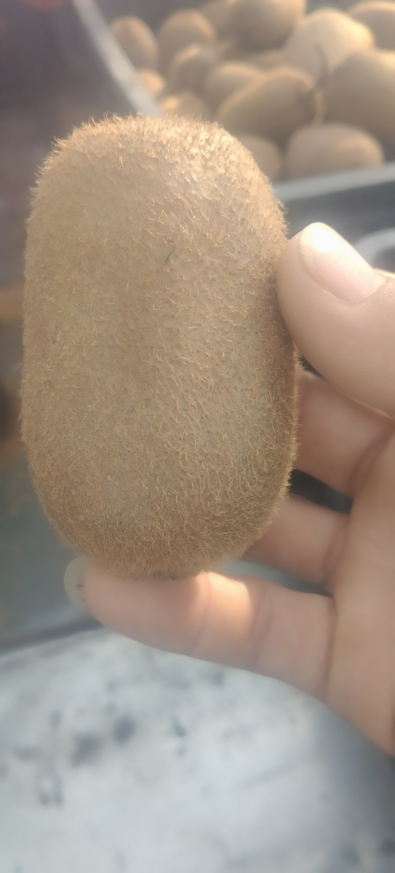 贵州修文弥猴桃