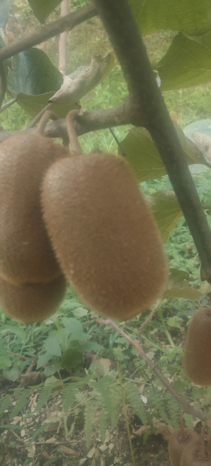 贵州修文弥猴桃