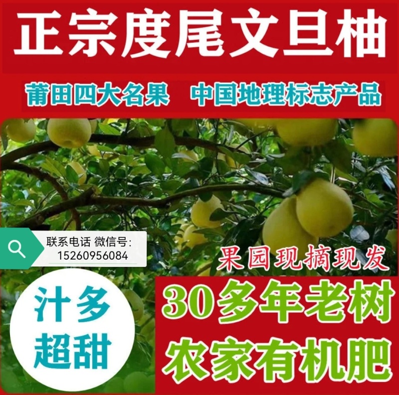 产地直发度尾红心文旦柚