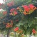 凌霄花