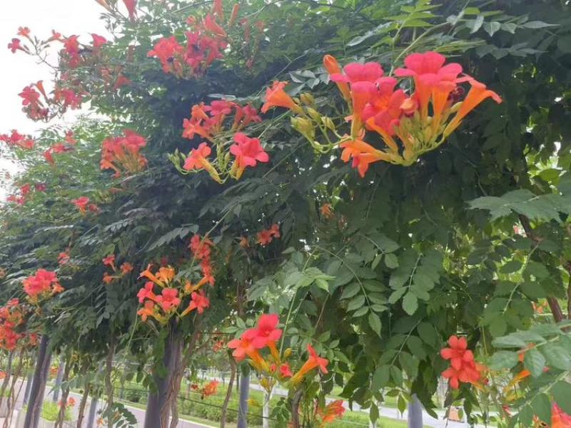 凌霄花