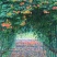 凌霄花