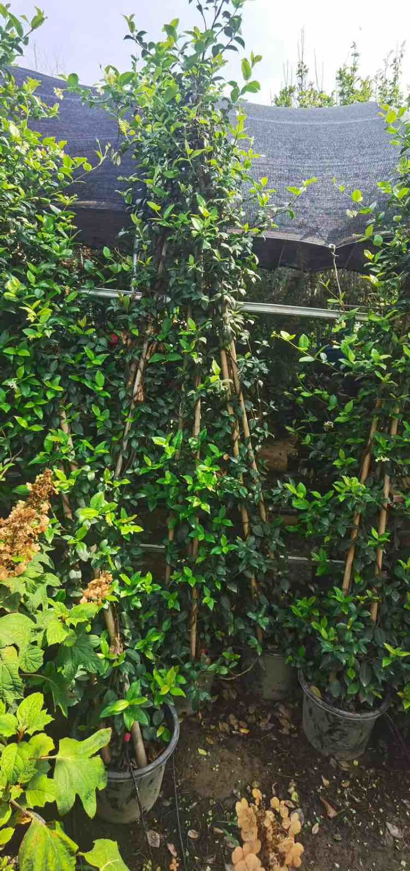 风车茉莉花