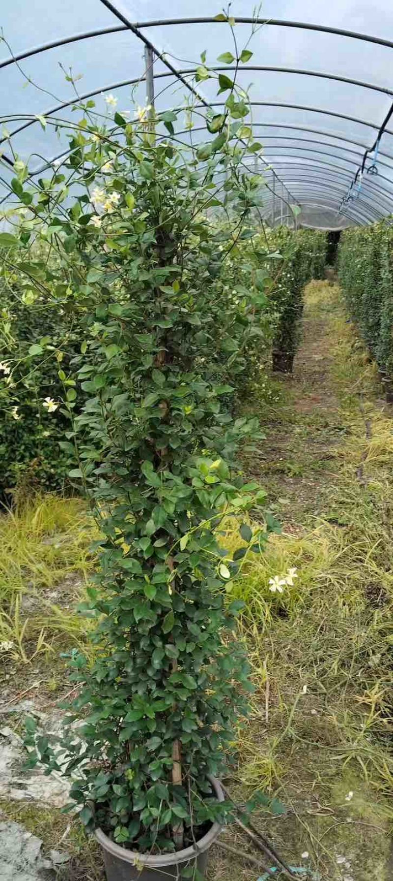 风车茉莉花