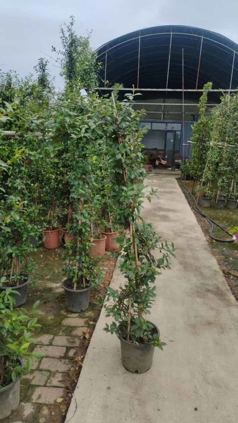 风车茉莉花
