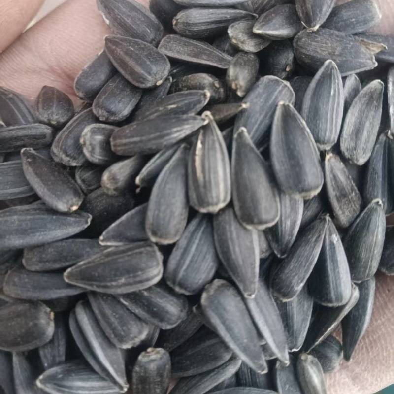 《油葵》河北葵花/出油率高/常年供应/价格可以商议
