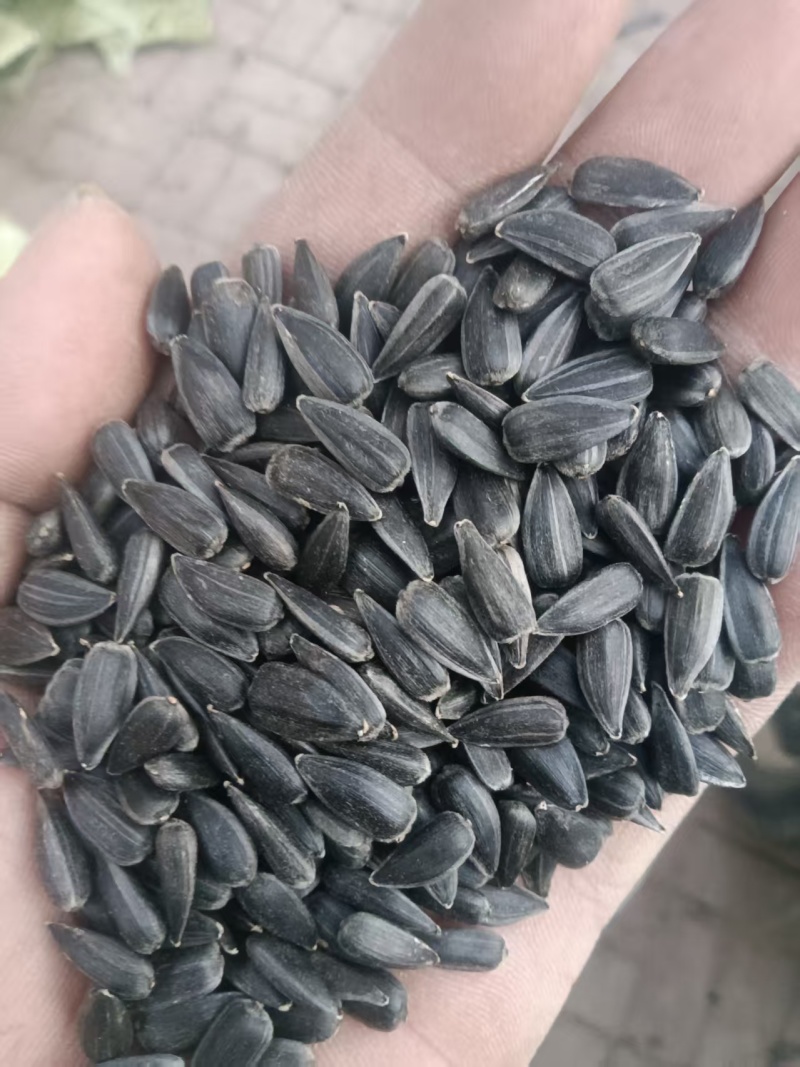 《油葵》河北葵花/出油率高/常年供应/价格可以商议