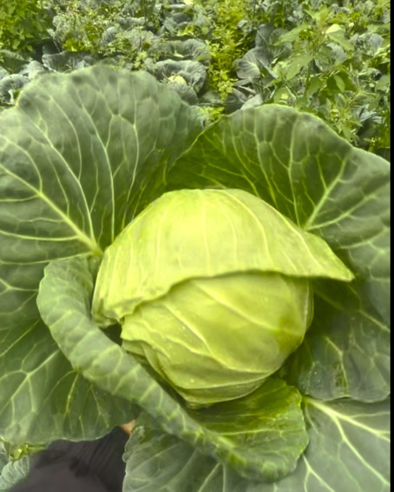甘蓝小铁头
