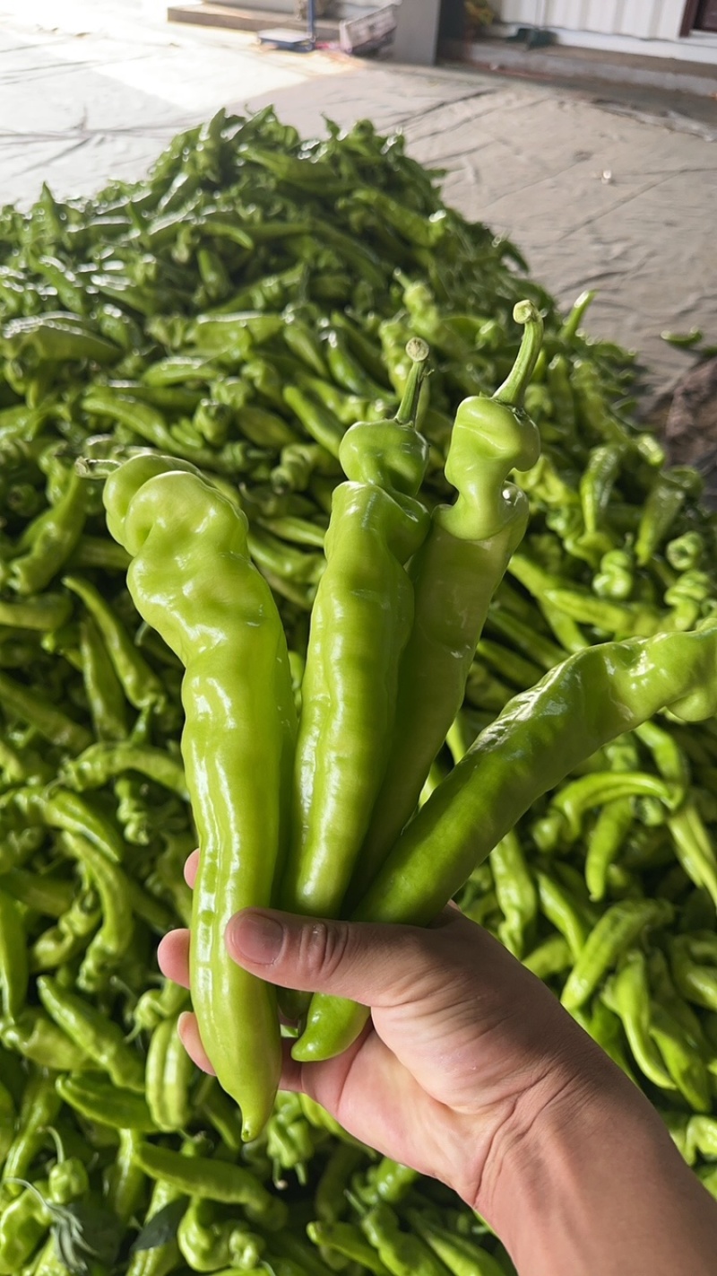内黄尖椒，产地直发，大量有货，欢迎各位老板咨询采购