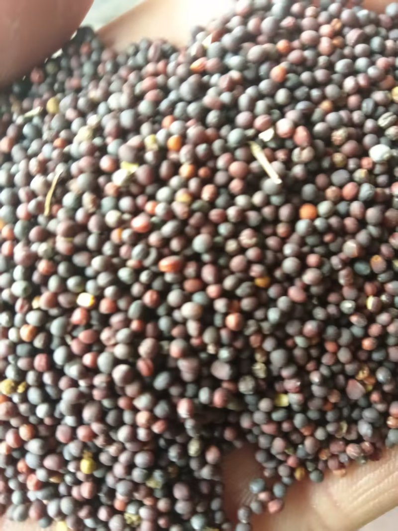 《油菜籽》河北油菜籽/自家种植/保质保量/价格电话商议