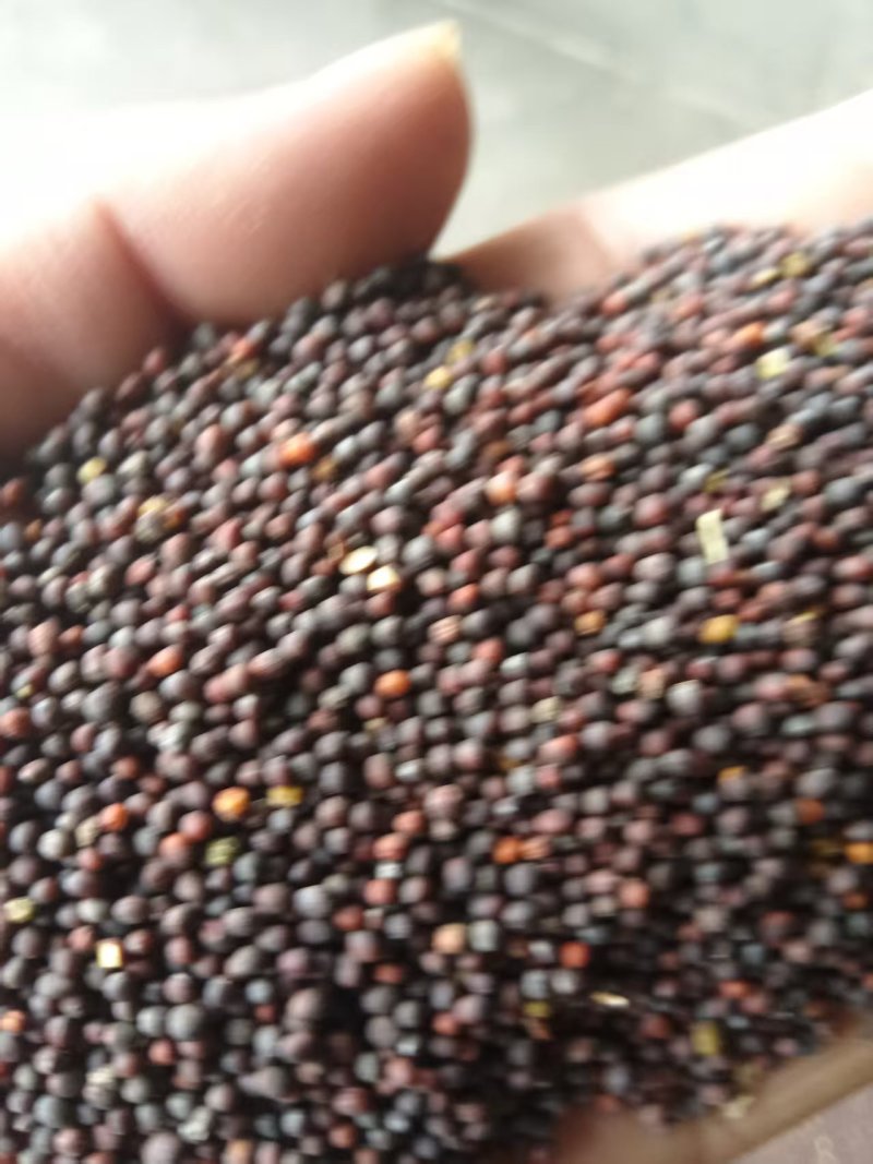 《油菜籽》河北油菜籽/自家种植/保质保量/价格电话商议