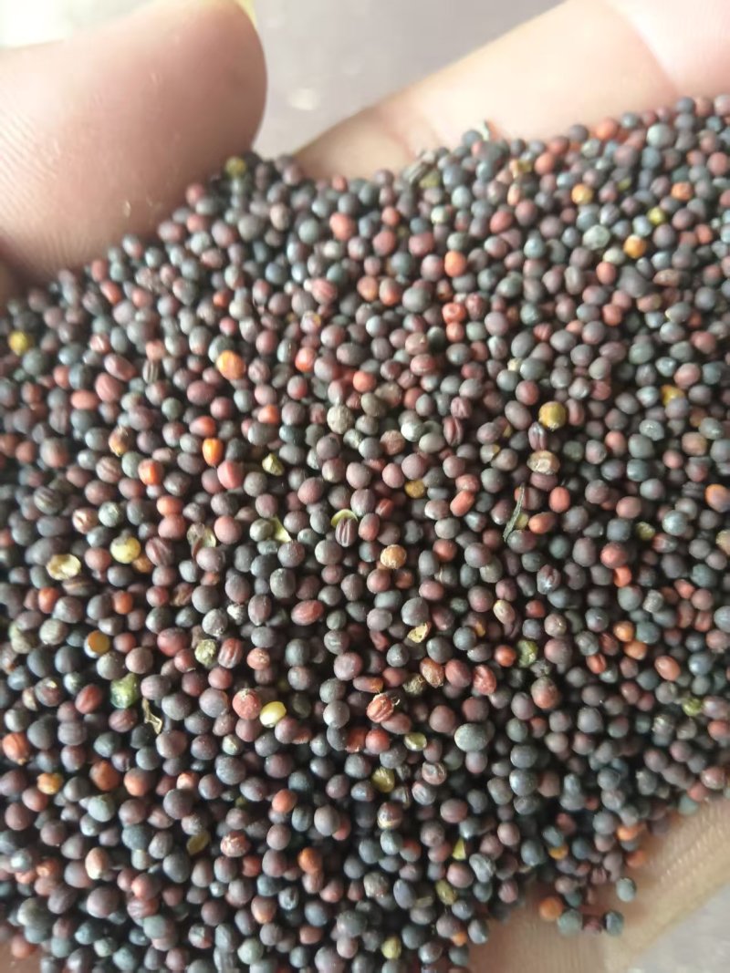 《油菜籽》河北油菜籽/小红仔油菜籽/保质保量/价格电话商议