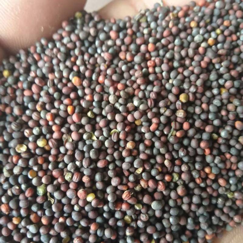 《油菜籽》河北油菜籽/自家种植/保质保量/价格电话商议