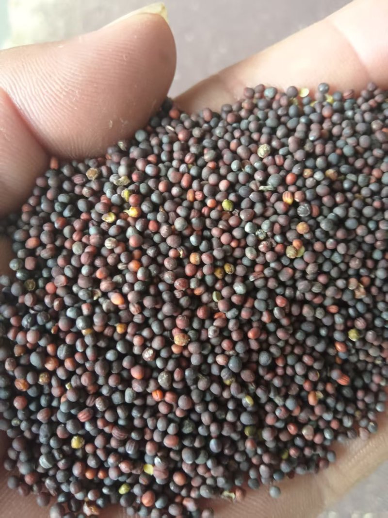 《油菜籽》河北油菜籽/自家种植/保质保量/价格电话商议