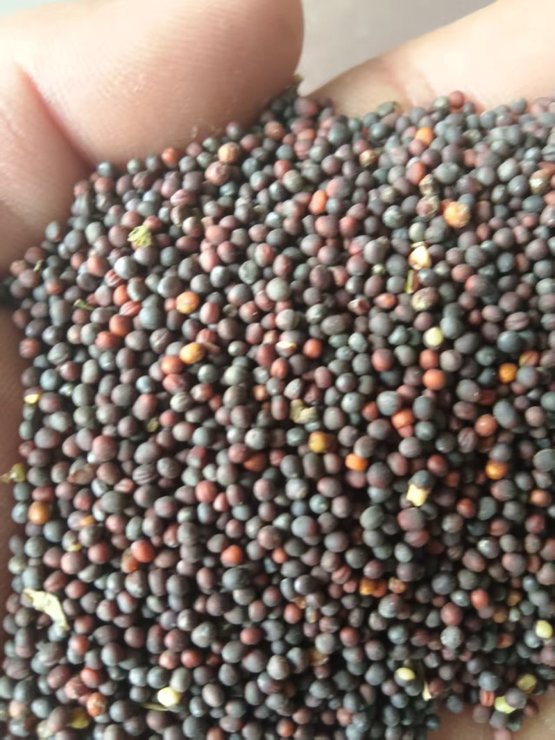 《油菜籽》河北油菜籽/自家种植/保质保量/价格电话商议