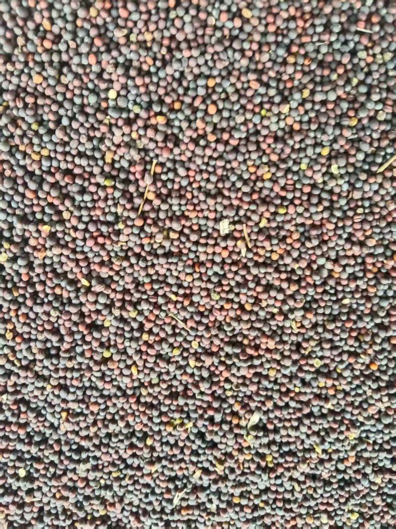 《油菜籽》河北油菜籽/自家种植/保质保量/价格电话商议