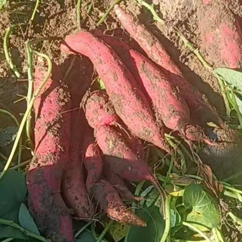 河北廊坊白哈蜜薯产地货源充足量大价优欢迎随时电话联系